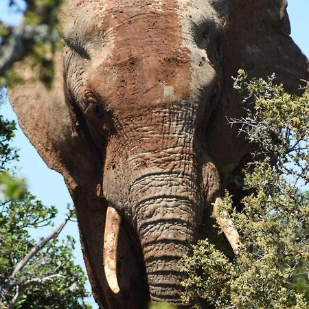 Хостел Orange Elephant Backpackers Аддо Екстер'єр фото